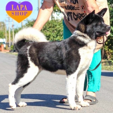 Orders black and white akita puppy