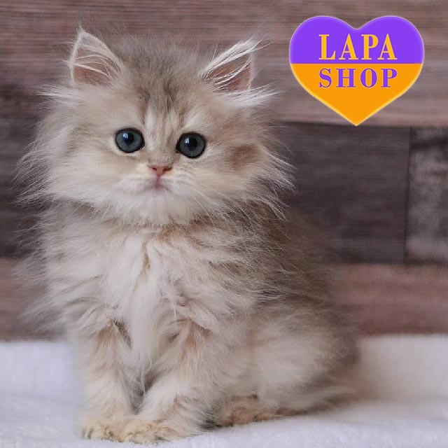 British Longhair Kitty in a Delicate Blue Golden Fur Coat